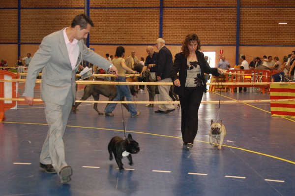 Bulldog frances Fozzy compitiendo en el rin