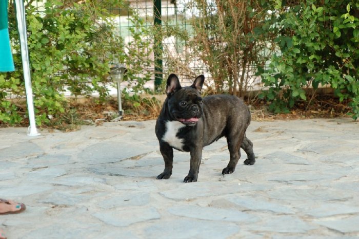 Bonita Hembra de bulldog frances negro atigrado Boule & Onuba Valerie