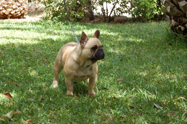 Bonita espresion de esta hembra de bulldog frances fawn