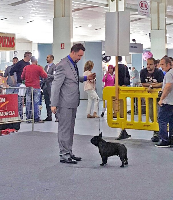 Bonita planta de nuestro macho de bulldog frances romeo