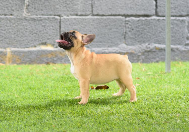 Cachorro bulldog frances fawn, hembra, Caliop 6