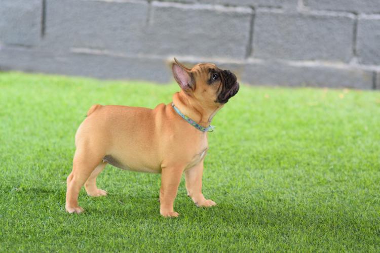Cachorro bulldog frances fawn, hembra, Melani 2