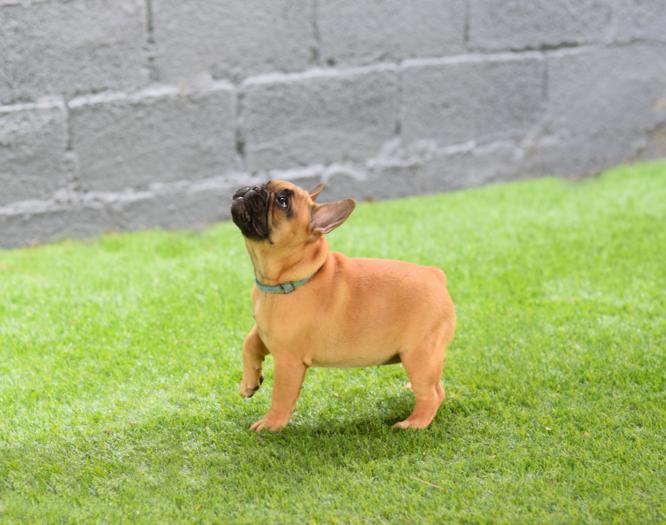 Cachorro bulldog frances fawn, hembra, Melani 3