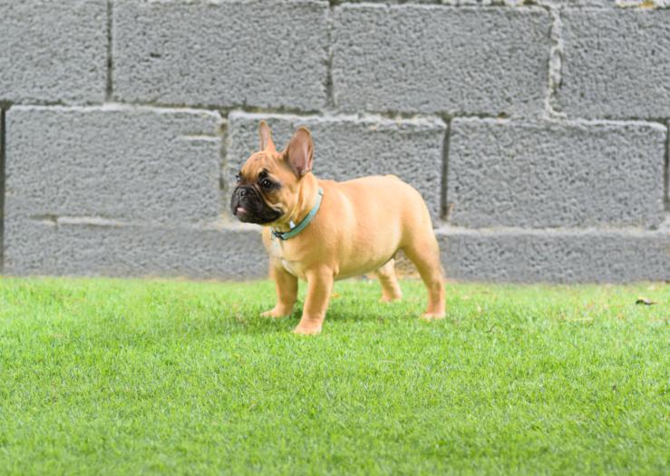 Cachorros de bulldog frances fawn, hembra, Melani 4