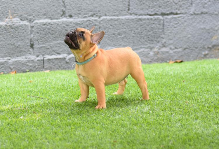 Cachorro bulldog frances fawn, hembra, Melani 5