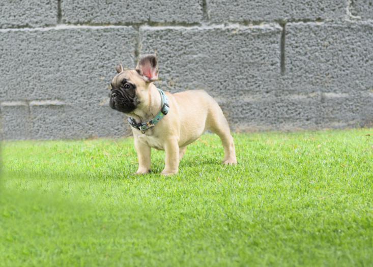 Cachorros bulldog frances fawn, macho, Izaro 2