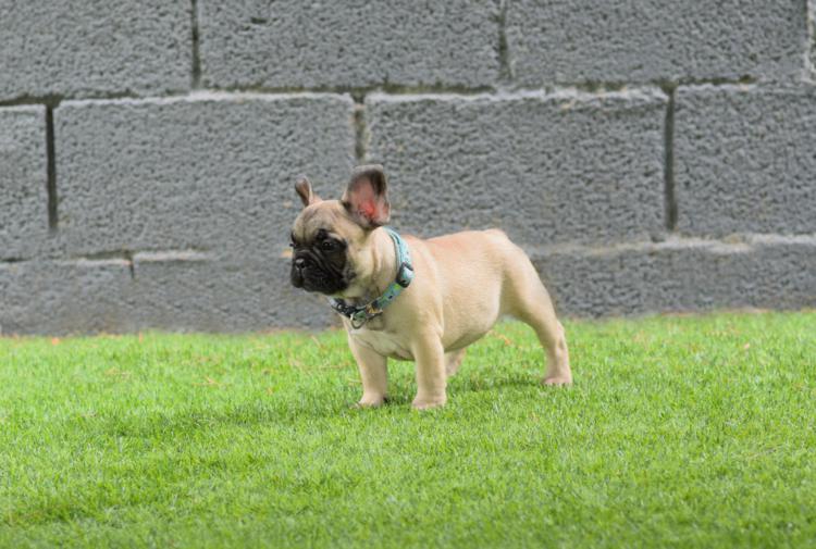 Cachorro bulldog frances fawn, macho, Izaro 3
