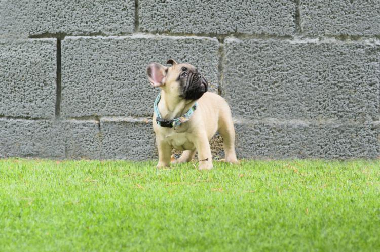 Cachorro bulldog frances fawn, macho, Izaro 4