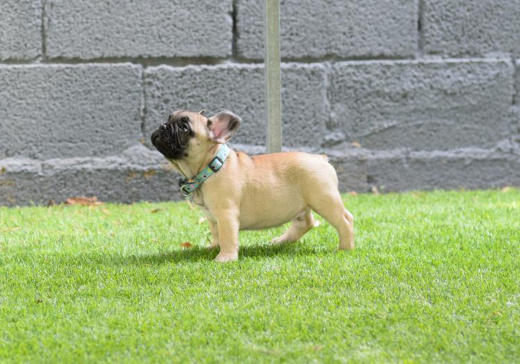 Cachorro bulldog frances fawn, macho, Izaro 5