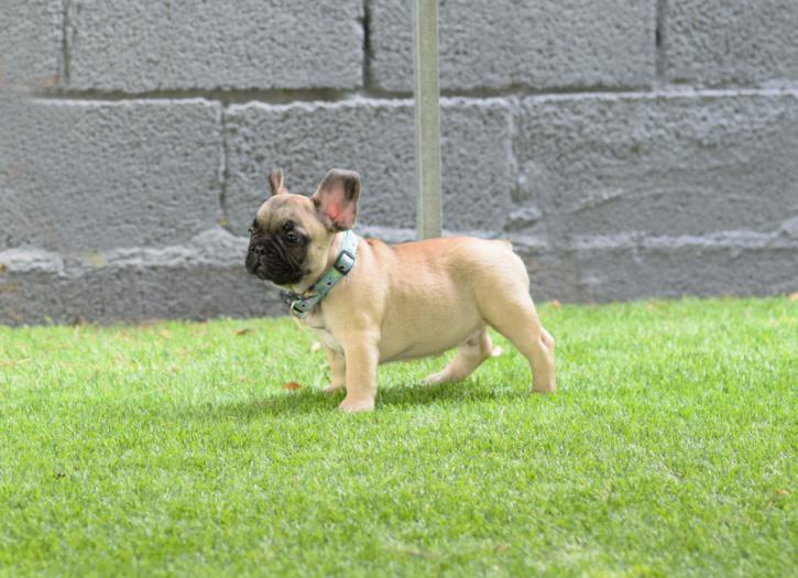 Cachorros bulldog frances fawn, macho, Izaro 6