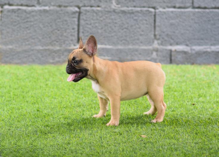 Cachorro bulldog frances, hembra color fawn, Caliop 2