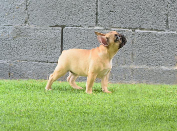 Cachorro bulldog frances, hembra color fawn, Caliop