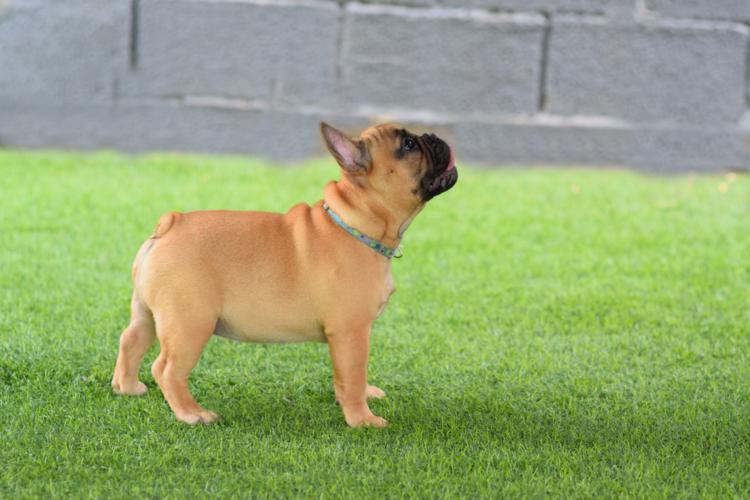 Cachorro bulldog frances, hembra color fawn, Melani