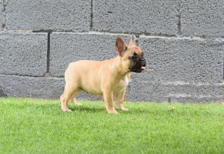 Cachorros bulldog frances leonado fawn, hembra, Caliop 3