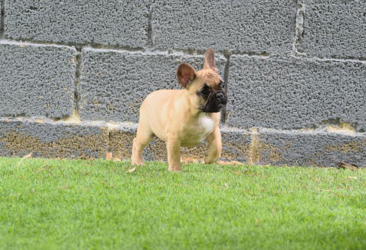 Cachorro bulldog frances leonado fawn, hembra, Caliop 4