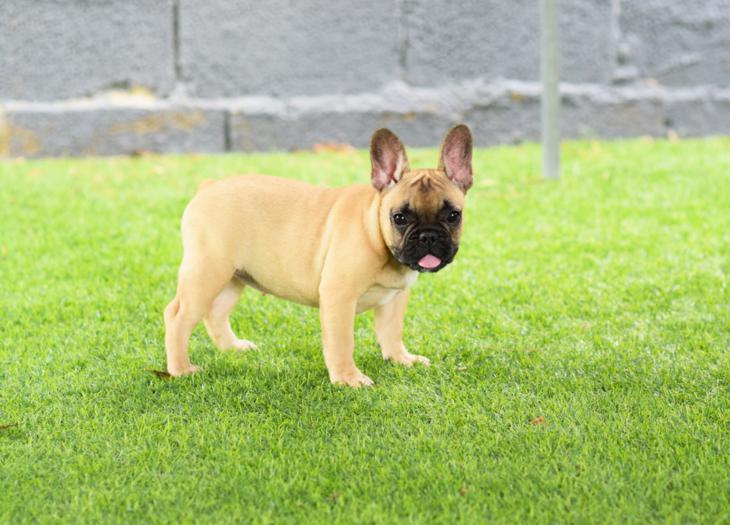 Cachorro bulldog frances leonado fawn, hembra, Caliop 5
