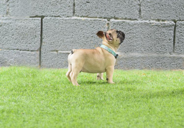 Cachorro bulldog frances, macho color fawn, Izaro