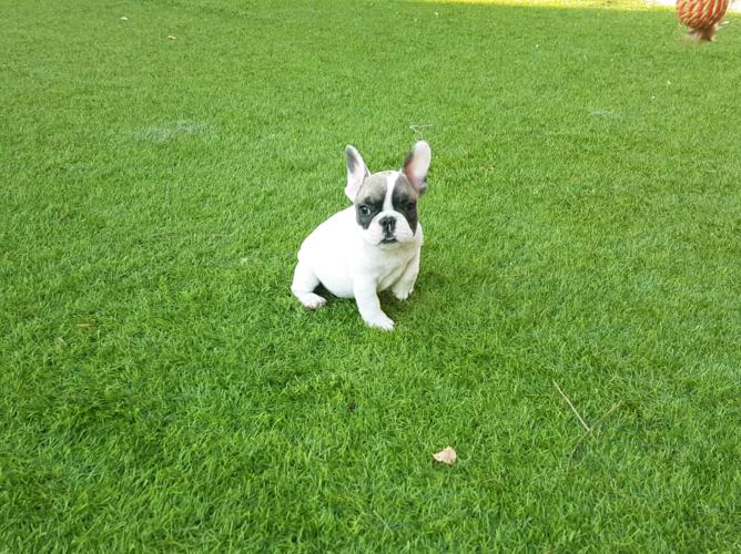 Cachorros bulldog frances blanco y fawn, Garald 3
