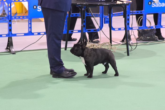 Campeon de españa macho Bulldog frances Rosa Dorada Romeo