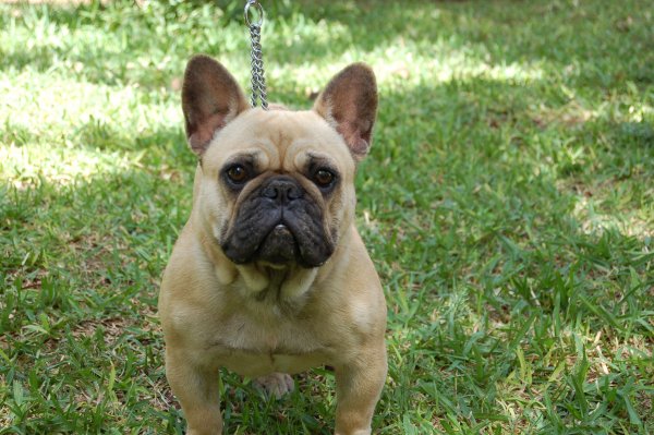 Cara simpatica y de estrovertida de nuestra querida hembra de bulldog frances