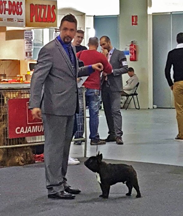 Compenetracion maxima del handler y el macho bulldog frances Romeo