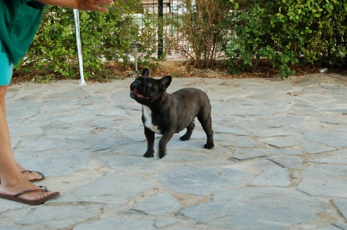 Foto de Hembra de bulldog frances negro atigrado Boule & Onuba Valerie