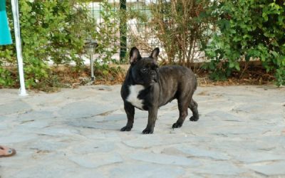 Fotos de nuestra Hembra de bulldog frances negro atigrado Boule & Onuba Valerie