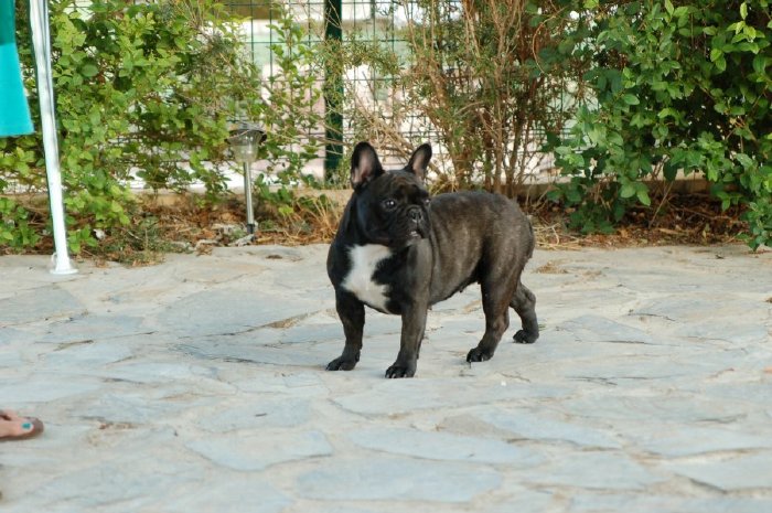 Fotos de nuestra Hembra de bulldog frances negro atigrado Boule & Onuba Valerie