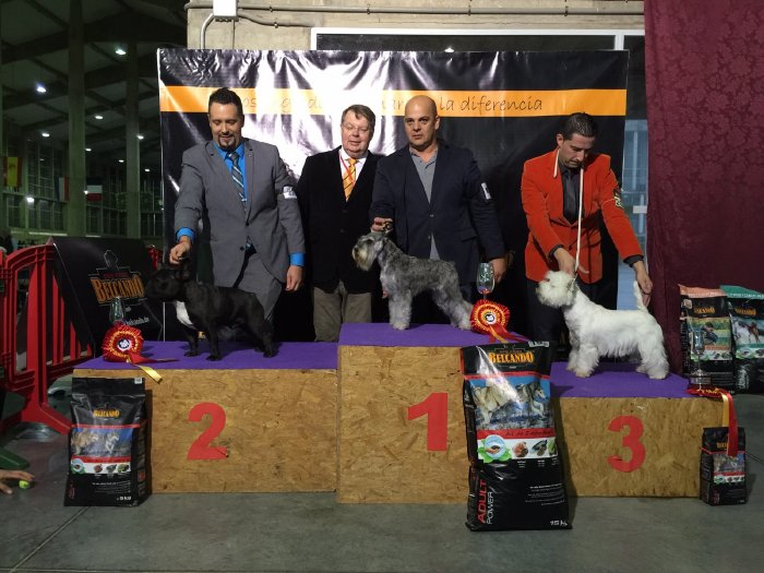 Ganando por toda españa nuestro macho de bulldog frances Romeo
