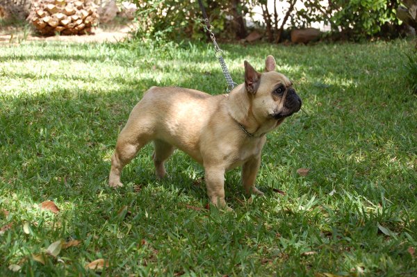 Hembra de bulldog frances fawn, preciosa mirada