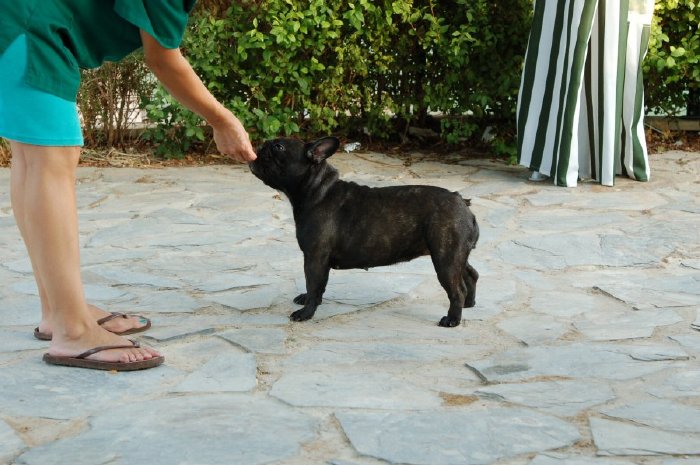 Hembra de bulldog frances negro atigrado Boule & Onuba Valerie