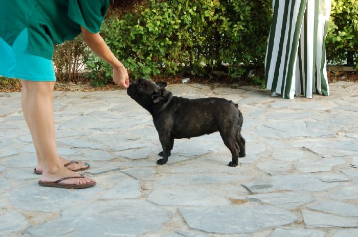 Imagenes de la Hembra de bulldog frances negro atigrado Boule & Onuba Valerie