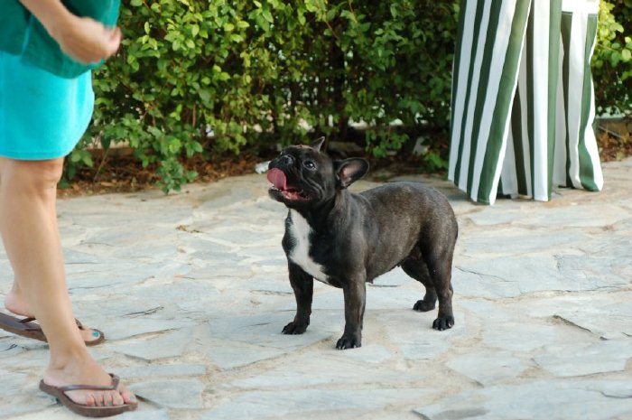 Inmejorables apollos delanteros de nuestra hembra bulldog frances atigrado
