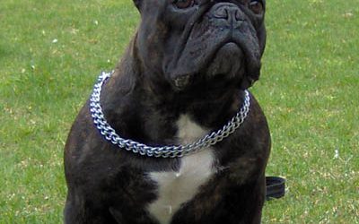 La cara de nuestra hembra de bulldog frances yukona