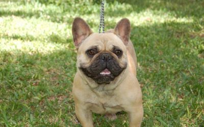 La mirada lo dice todo de esta fantastica hembra de bulldog frances fawn
