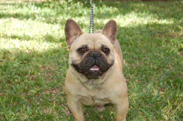 La mirada lo dice todo de esta fantastica hembra de bulldog frances fawn