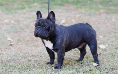 Macho bulldog frances atigrado Da Revoltiña Jaguel