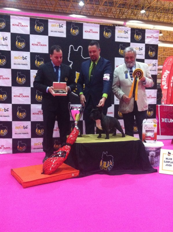 Macho de bulldog frances atigrado Rosa Dorada Romeo