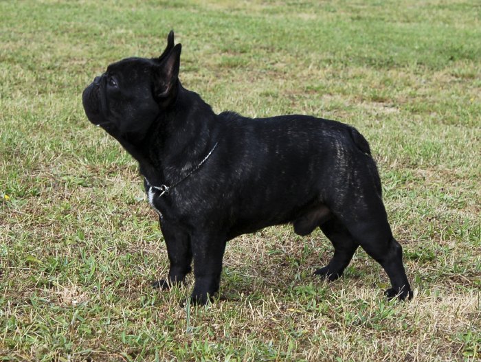 Macho de bulldog frances atigrado Vuitton de petit drac 2