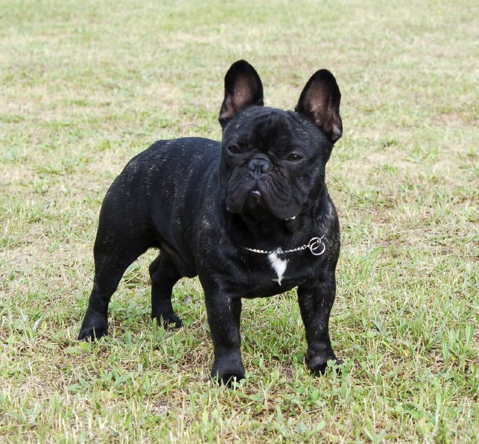Macho de bulldog frances atigrado Vuitton de petit drac