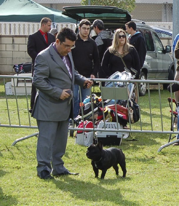 Macho de bulldog frances negro Vuitton de petit drac 3