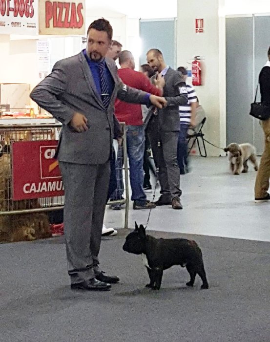 Macho de bulldog frances negro atigrado, Rosa Dorada Romeo