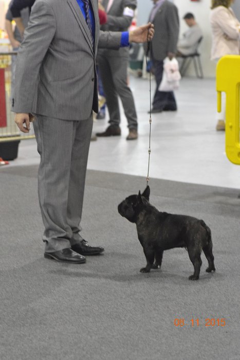 Macho negro atigrado de bulldog frances Rosa Dorada Romeo