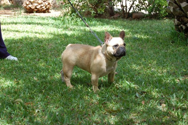 Orgullosos de tener a esta hembra de bulldog frances Petit Llevr Formula Love