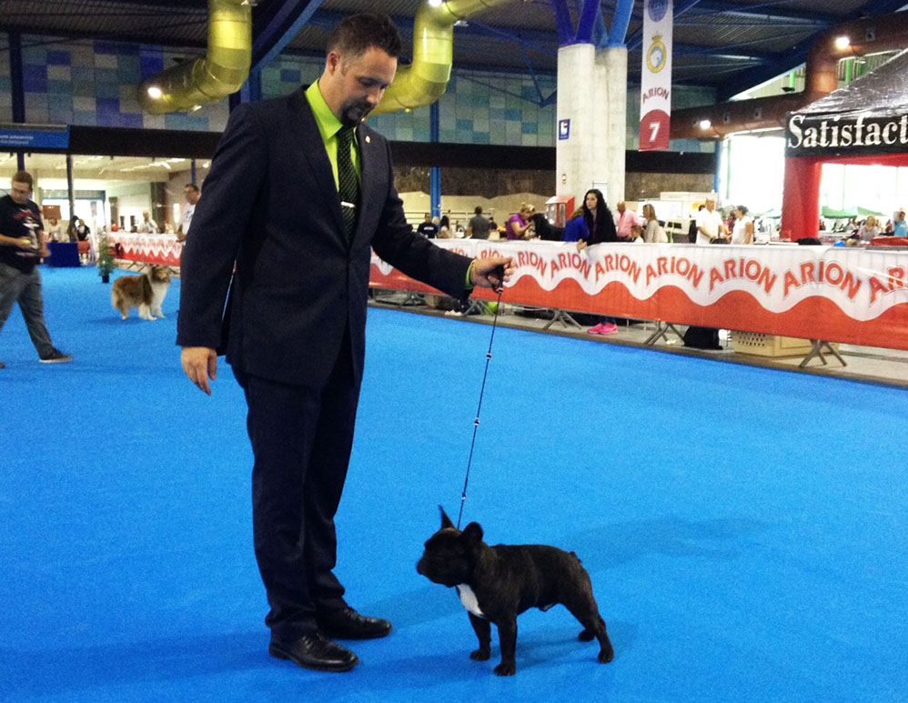 Pequeño nuestro macho de bulldog frances romeo