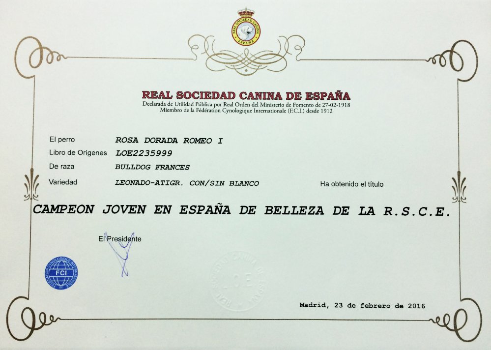 Titulo de Campeon de españa de nuestro macho de bulldog frances Rosa Dorada Romeo
