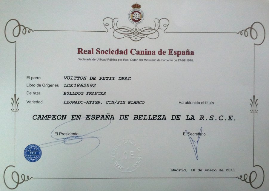 Titulo de Campeon de españa de nuestro macho de bulldog frances
