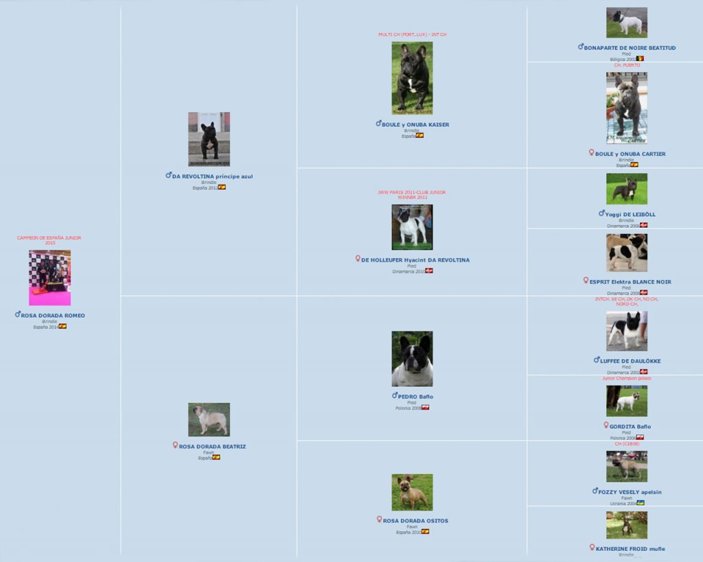 pedigree macho bulldog frances atigrado oscuro Romeo