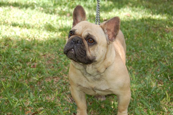 que cara tenia esta hembra de bulldog frances Love