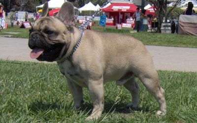 Macho de bulldog frances fawn Fozzy